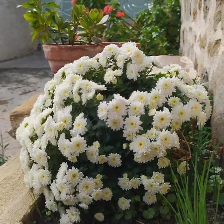 Tziu Giuanni